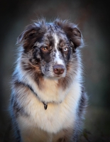 Tillyhills Noll Koll - Flippa Tillyhills Noll Koll - Flippa