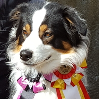 Chess Player Tasmanian Pearl - Tazz