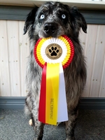 Skogsjentas Bumble Bee - Humle