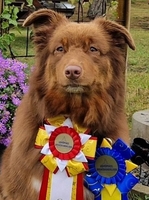 Chess Player Ellesse - Cocoz Chess Player Ellesse - Cocoz