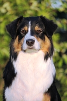 Essi