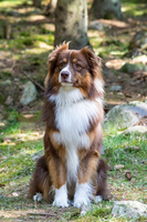 Aussiekullens Leon - Ozzy