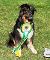 Chess Player Aqua Limone - Aqua Chess Player Aqua Limone - Aqua