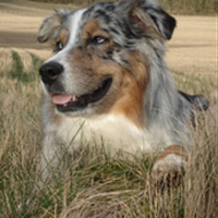 Azzie