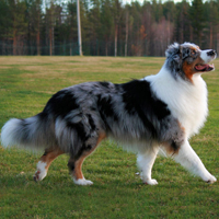 Baron