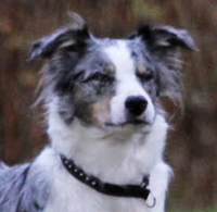Mr Binks Blue Alert - Becky