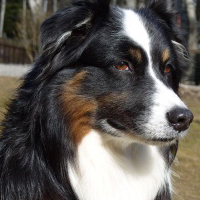 Missnutt's Cozzie - Cozzie