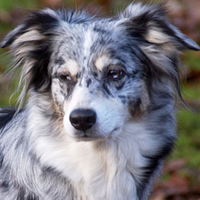 Daggan