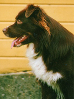 Digger