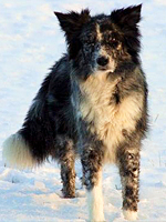 Elsa