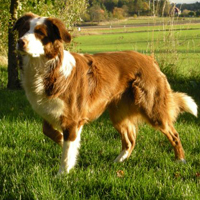 Fenja