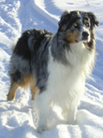 Gaston