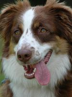 Hera