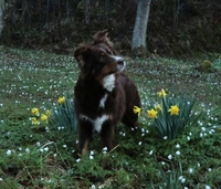 Aussie Gården's Pixy Like Eyebright - Pixy