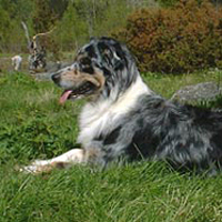 Whoopie