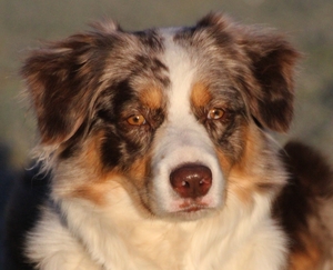 Maibe Tails Tres - Tres