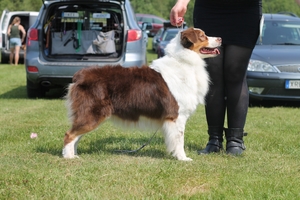 Rasspecialen 2015