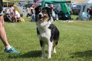 Rasspecialen 2015