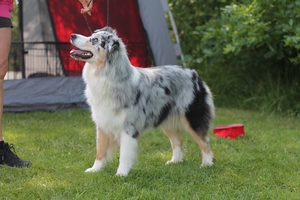 Rasspecialen 2015