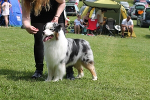 Rasspecialen 2015