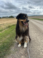 Löveskogen's Muscat Löveskogen's Muscat