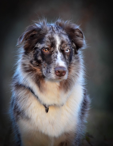 Tillyhills Noll Koll - Flippa Tillyhills Noll Koll - Flippa