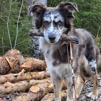 Sugarwind s Candy Crush - Malva