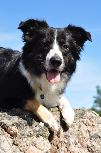 Crofter Holding’s Dusty - Choice