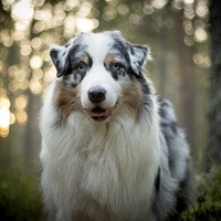 Hatchi - Hatchi