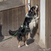 Meet MyOwn Black Ice - Jazz