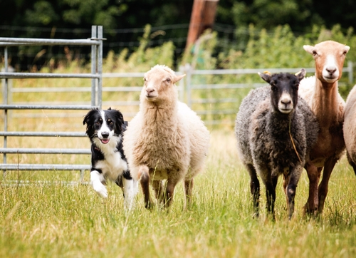 En svartvit australian shepherd med några får