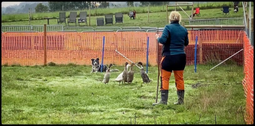 Hunden Charger och Karin Johnson vallar ankor