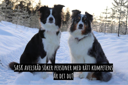 SASKs Avelsråd söker personer med rätt kompetens. Är det du?