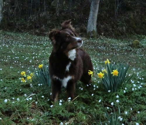 Aussie Gården's Pixy Like Eyebright - Pixy