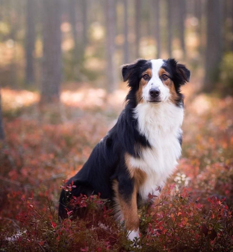 Stormo Backans Indra - Indra Stormo Backans Indra - Indra